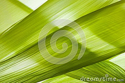 Corn Husk Stock Photo