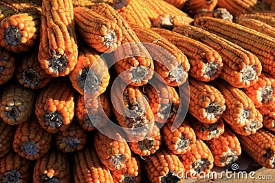 Corn; Indian corn; maize; ear of maize; mealie Stock Photo