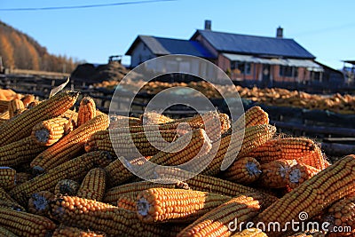 Corn; Indian corn; maize; ear of maize; mealie Stock Photo