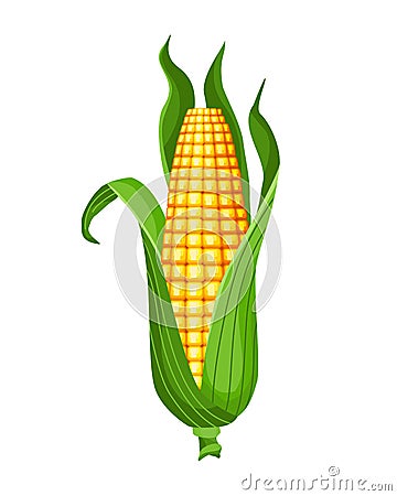 Corn. Isolated ripe corn ear. Yellow corn cob with green leaves. Summer farm design element. Sweet bunch of corn Vector Illustration