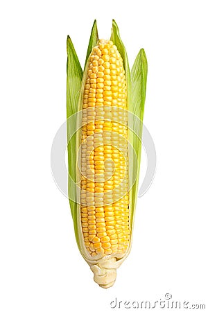 Corn Stock Photo