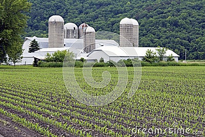 Corn in June Stock Photo