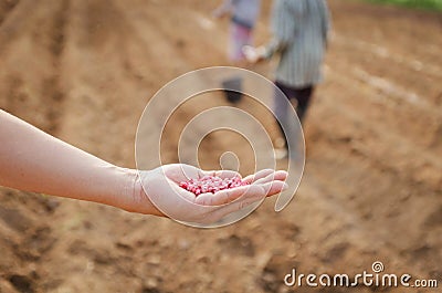 Corn kernels on hand for farming Stock Photo