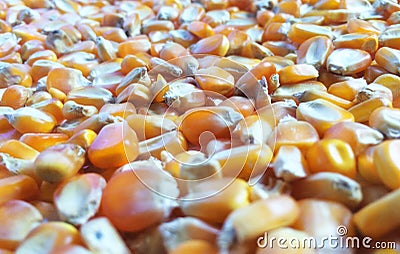 Corn kernels Stock Photo