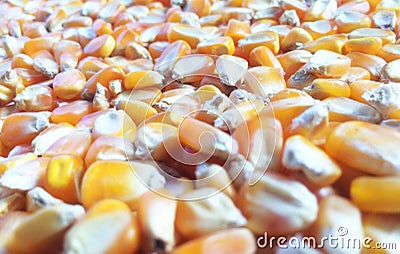 Corn kernels Stock Photo