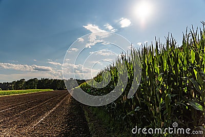 Corn maize field against blue sky in summer Stock Photo