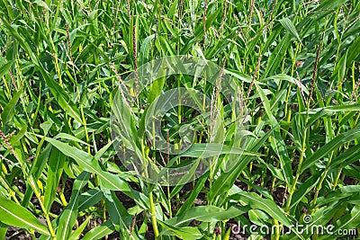 Corn Maize field close up seamless full frame Stock Photo
