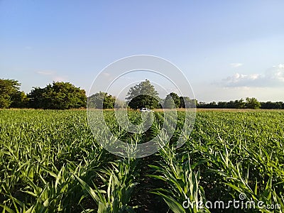 Corn Maize Field Lines Stock Photo