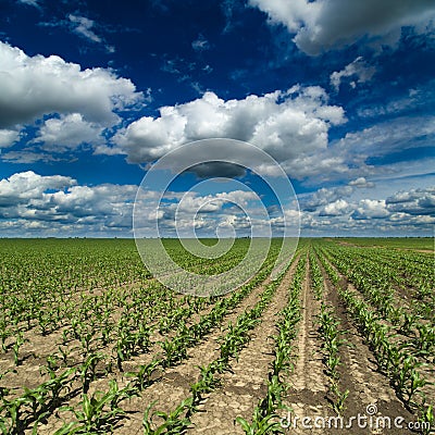 Corn, maize, green field landscape. Stock Photo