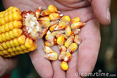 Corn - maize on the hand Stock Photo