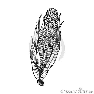Corn maize sketch engraving vector illustration Vector Illustration