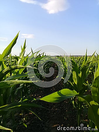 Corn Maize and Sky Stock Photo