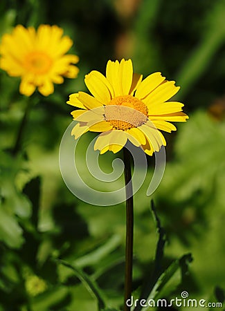 Corn Marigold - Coleostephus myconis. Asteraceae Stock Photo