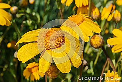 Corn marigold flowers Stock Photo