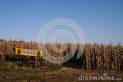 Corn Maze Stock Photo