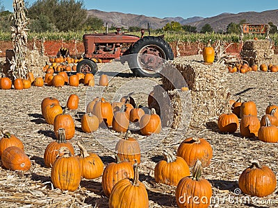 Corn Maze and tractor at a Pumpkin Patch Stock Photo