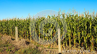 Corn a noble agricultural crop in Brazil Stock Photo