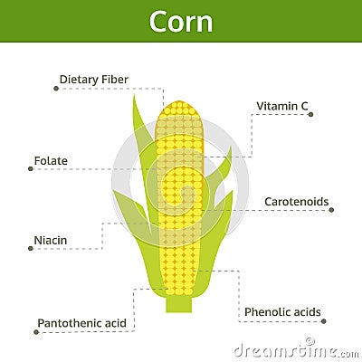 Corn nutrient of facts and health benefits, info graphic Vector Illustration