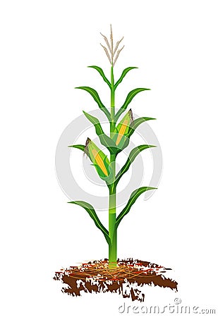 Corn plant Vector Illustration