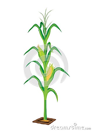 Corn plant Vector Illustration