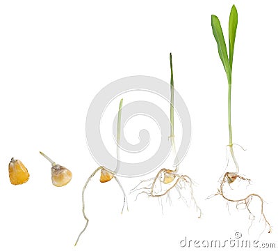 Corn Plant Growing Stock Photo