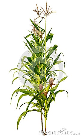 Corn plant growing isolated on white background for garden design Stock Photo