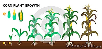 Corn plant growth, farm and agriculture steps Vector Illustration