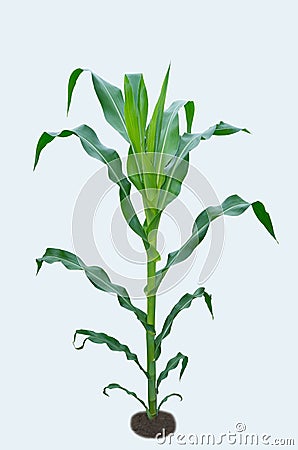 Corn plant isolated. Maize Isolated on white. Stock Photo
