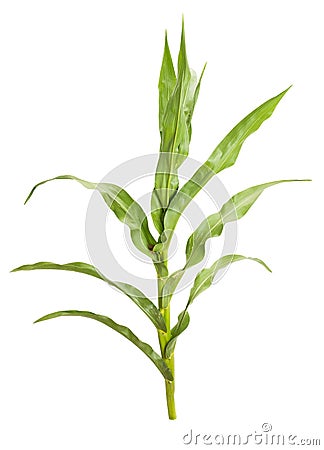 Corn plant Stock Photo