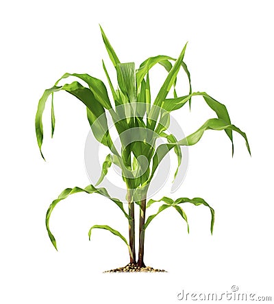 Corn plant isolated on a white background with clipping paths for garden design Stock Photo