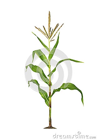 Corn plant isolated on a white background with clipping paths for garden design Stock Photo