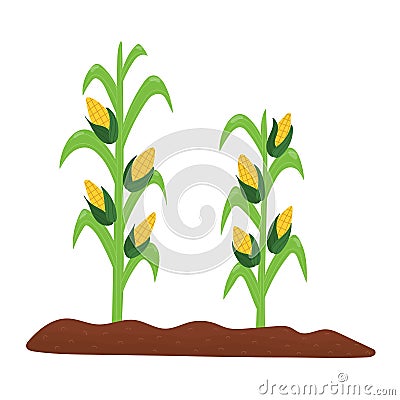 Corn plant in the soil. Farm planting process with ripe corn and grains in cartoon style Vector Illustration