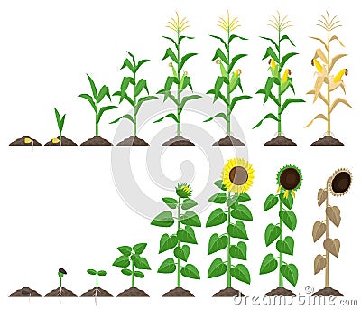 Corn plant and sunflower plant growing stages vector illustration in flat design. Maize and sunflower growth stages from Vector Illustration