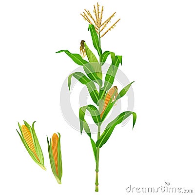 Isolated green realistic corn plant Vector Illustration
