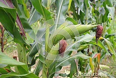 Corn plantation. Corn plant with ears, green leaves and stem. Stock Photo