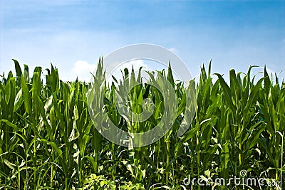 Corn Plants Stock Photo