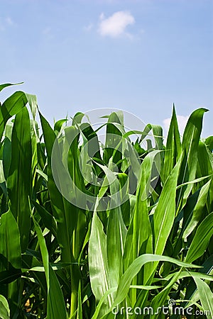 Corn Plants Stock Photo