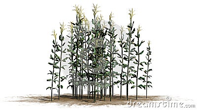 Corn plants on a snd erea Stock Photo