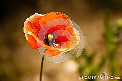 Corn Poppy Stock Photo