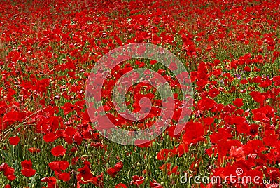 Corn poppy 15 Stock Photo