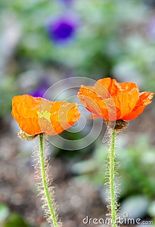 Corn poppy Stock Photo