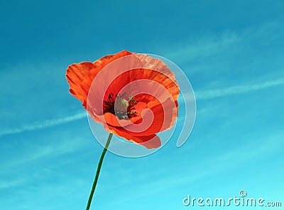 Corn poppy Stock Photo