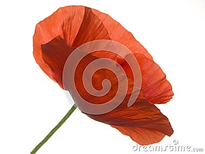 Corn poppy Stock Photo