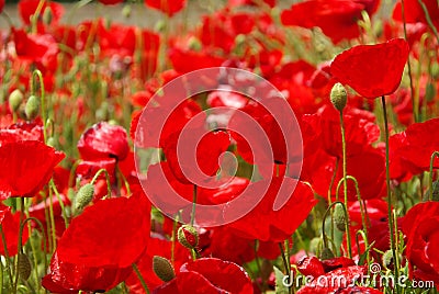 Corn poppy Stock Photo