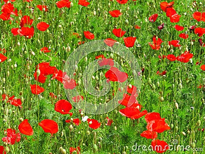 Corn poppies vivid red bloom in bright green rye grasses Stock Photo