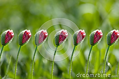 Corn Poppy Flowers Papaver rhoeas Stock Photo