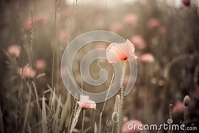 Corn Poppy Flowers Papaver rhoeas Stock Photo