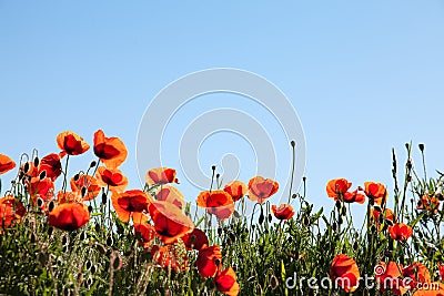 Corn Poppy Flowers Papaver rhoeas Stock Photo