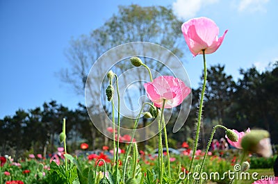 corn poppy flowers under the sky Stock Photo