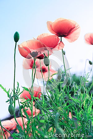 Corn poppy Stock Photo